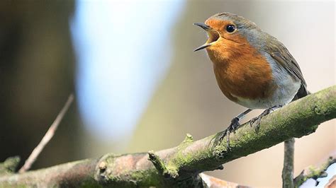  L'Oiseau du Printemps: Un Chant de Résilience et d'Espoir Face à la Cruauté ?