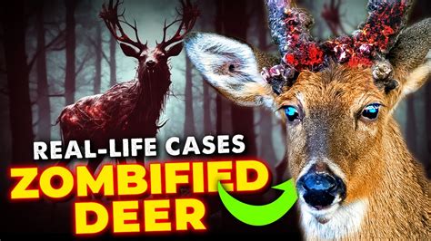 Zombie Deer - Une Fable Malaise de la Folie et du Sacrifice !